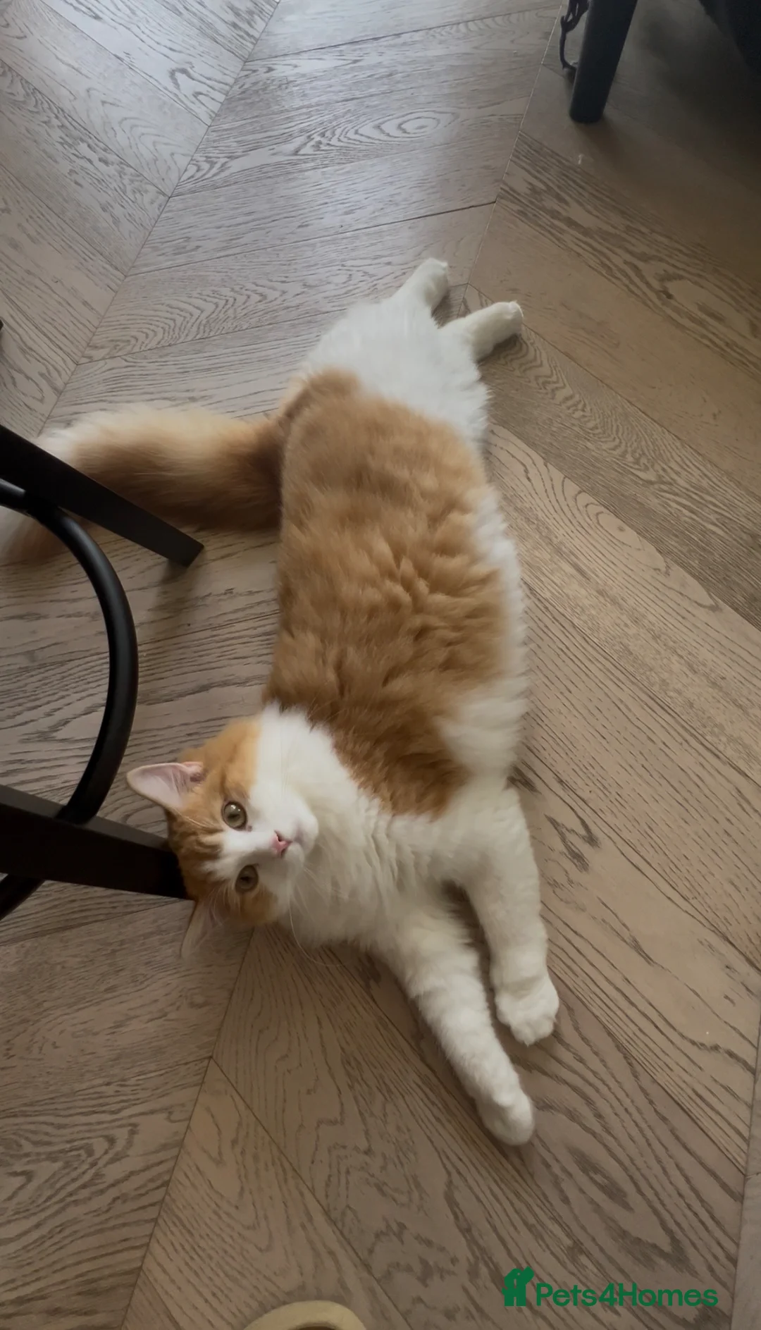 Mixed Breed cats for sale: Cream and white mixed Ragdoll Boy - Advert 2