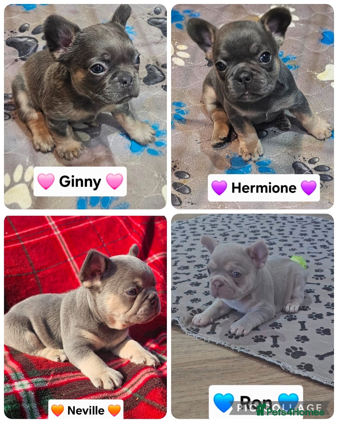 French Bulldog dogs French bulldog pups - Advert 10