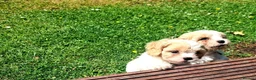 Cavapoo dogs for sale: Beautiful F1 Cavapoo Puppies Ready From 6th June  - Advert 3