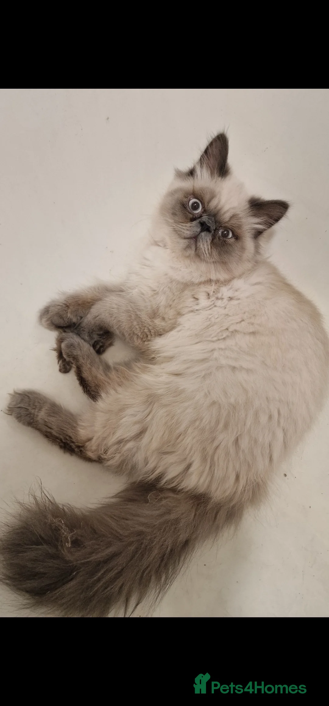 Himalayan cats for sale: Big bundle of love clyde - Advert 2