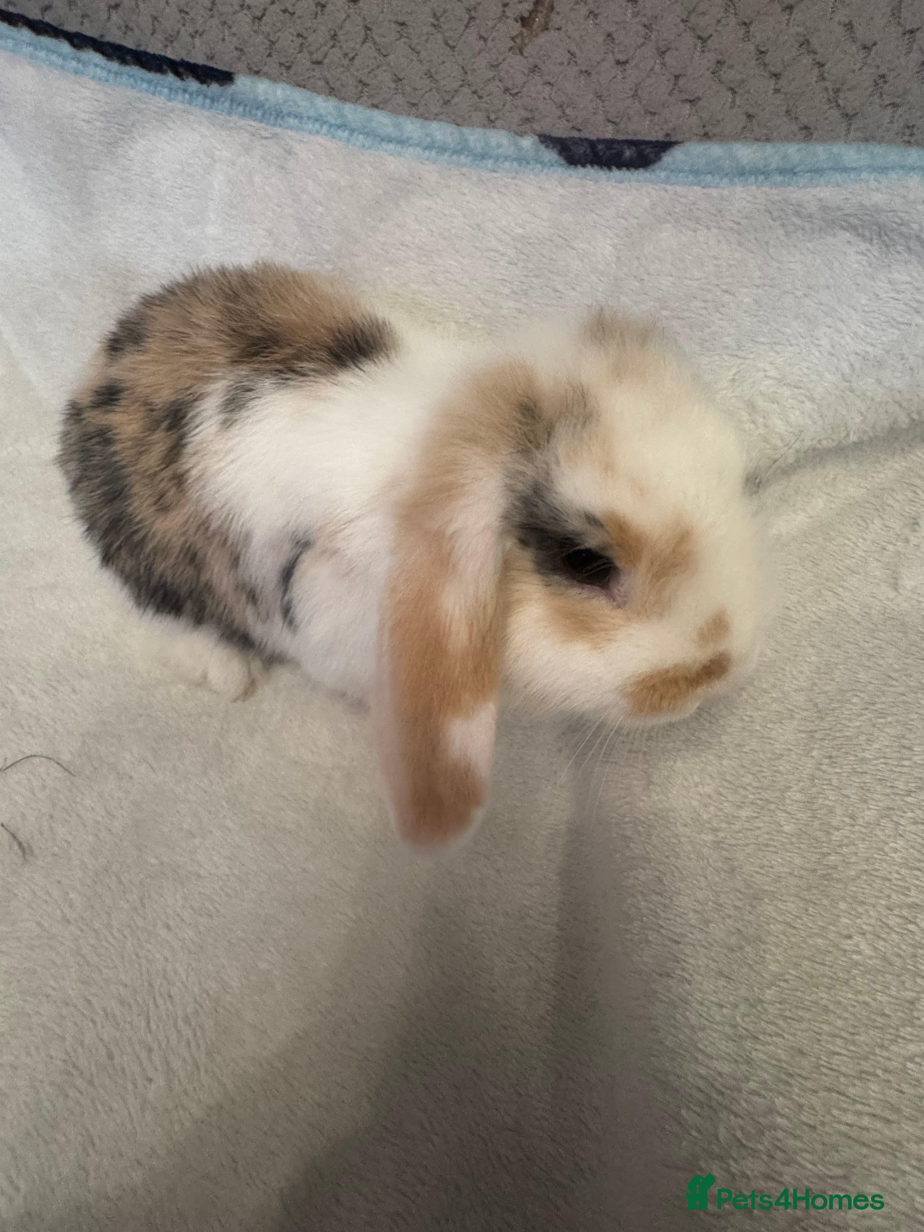 Mini Lop rabbits Mini Lops for sale - Advert 1