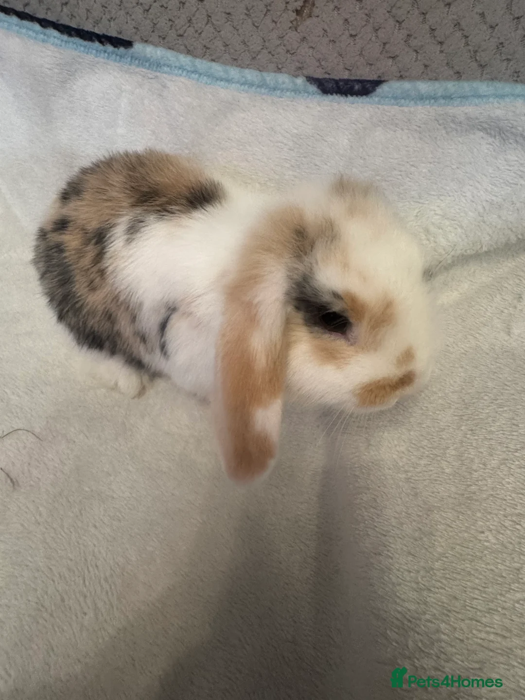 Mini Lop rabbits for sale: Mini Lops for sale - Advert 1