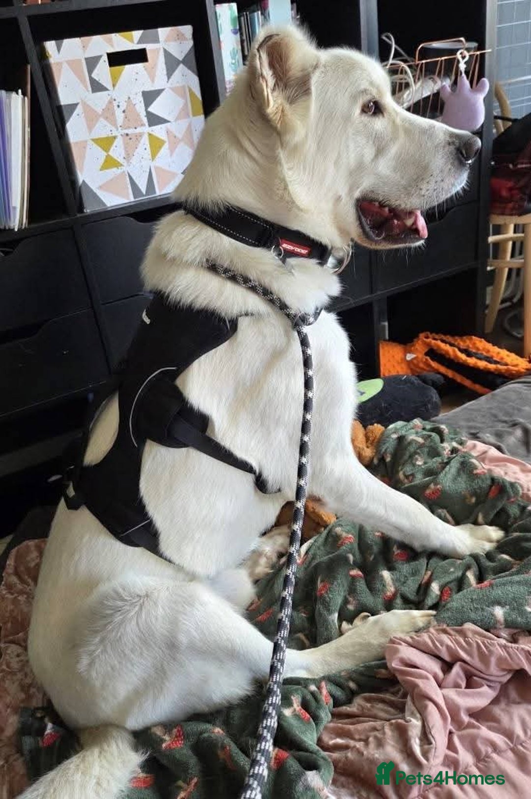 Mixed Breed dogs for adoption: Meet Lucky, currently residing in Aberdeen - Advert 3