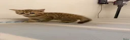 Scottish Fold cats for sale: Stunning Scottish straight ear girl is ready - Advert 10