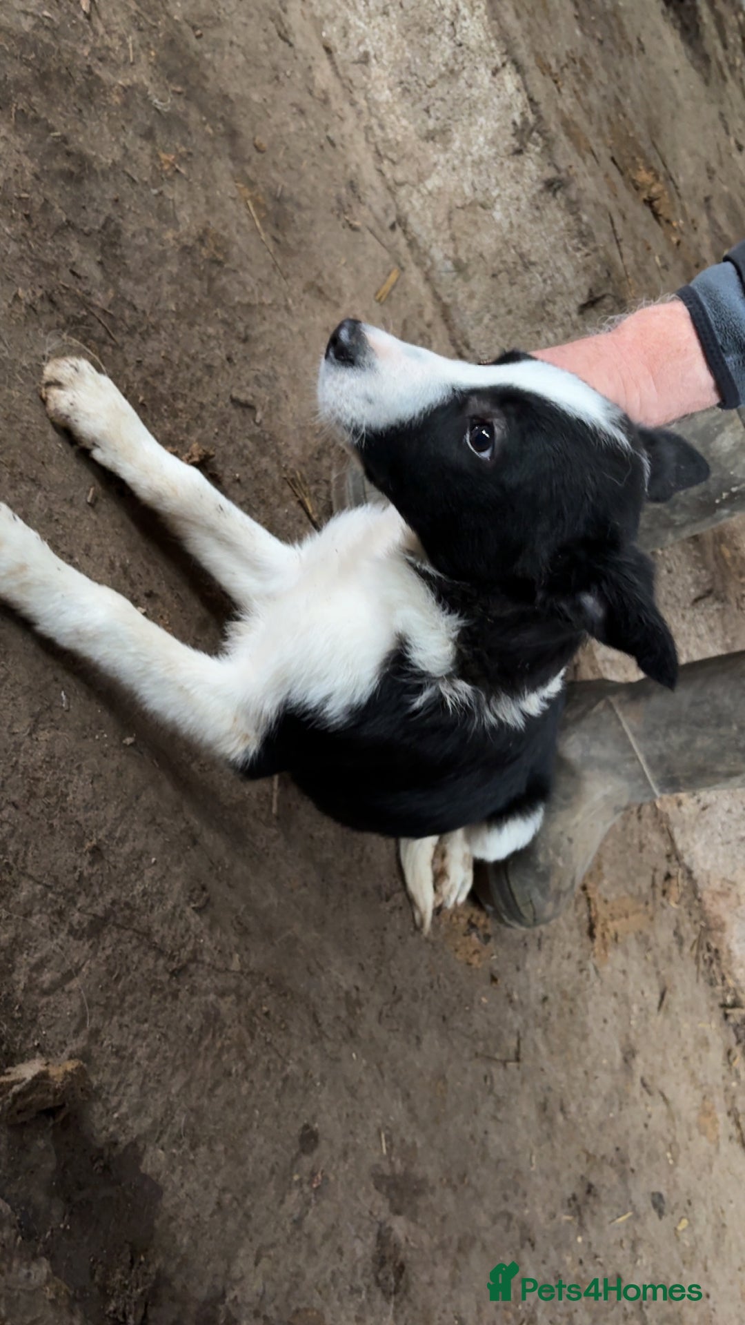 Smooth Collie dogs for sale: Collie pups for sale  - Advert 7