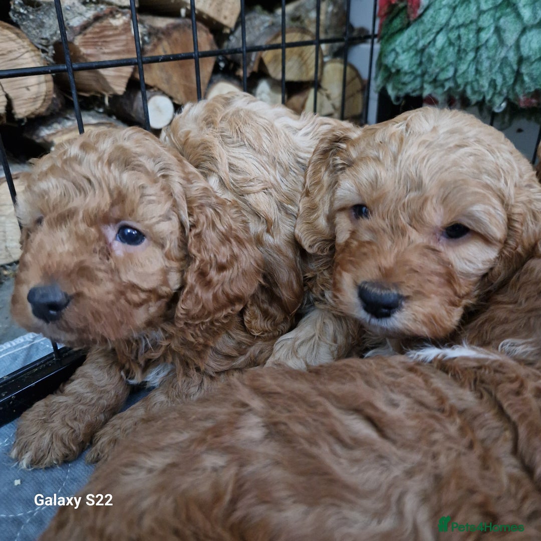 Cockapoo dogs for sale: Cockapoo - Advert 10