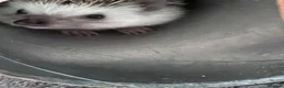 Pygmy Hedgehog rodents for sale: Hettie the Hedgehog - Advert 2