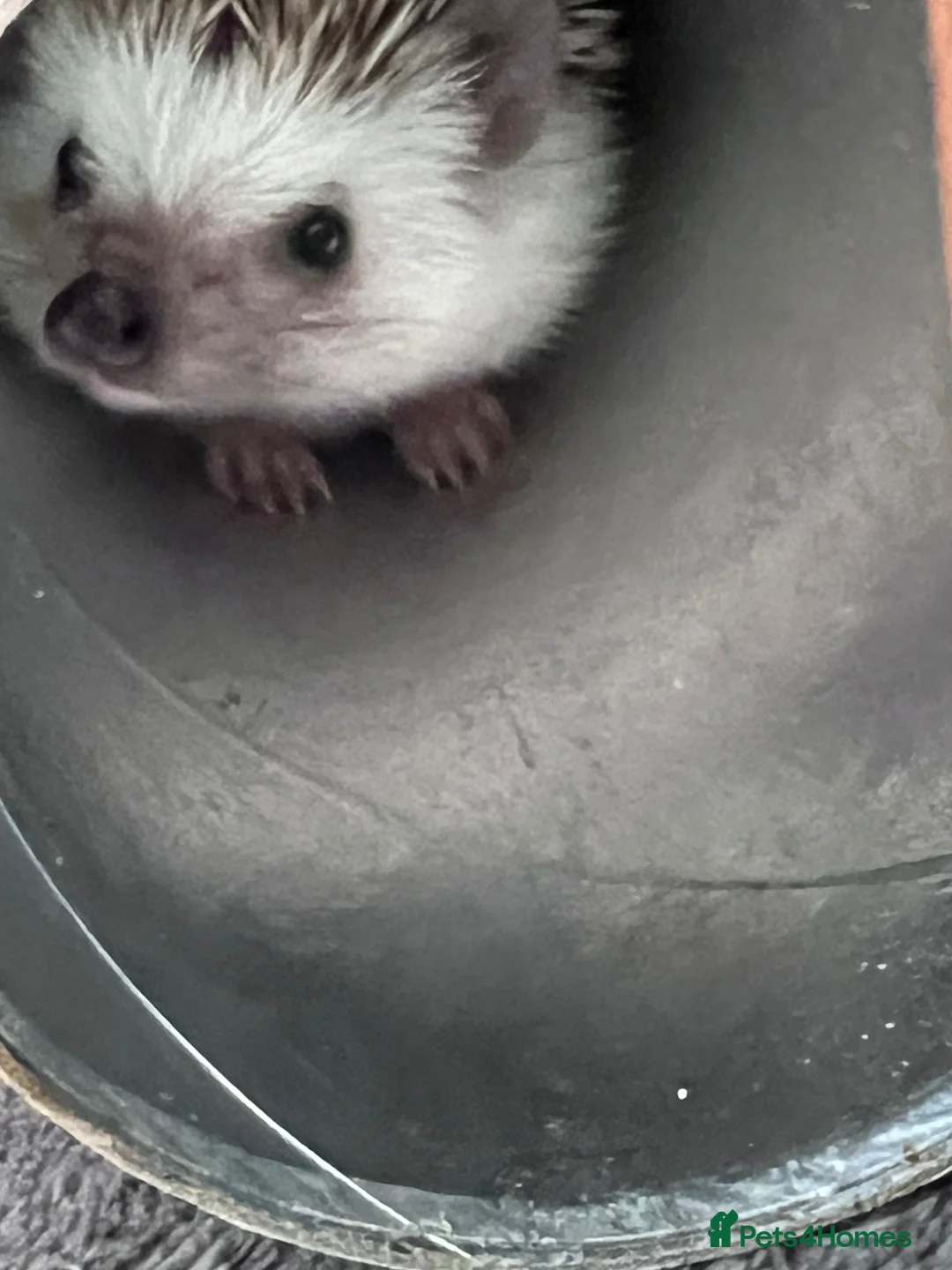 Pygmy Hedgehog rodents for sale: Hettie the Hedgehog - Advert 2