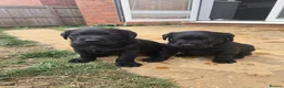 Labrador Retriever dogs for sale: Black KC registered labradors for sale  in Wellingborough - Advert 14