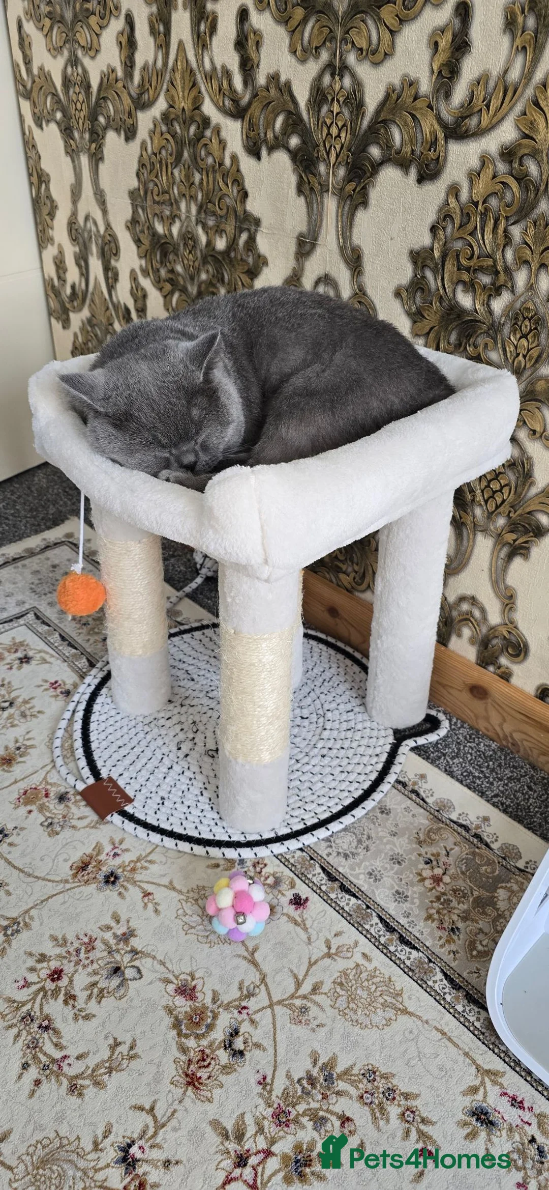 British Shorthair cats for sale: British short haired  - Advert 2