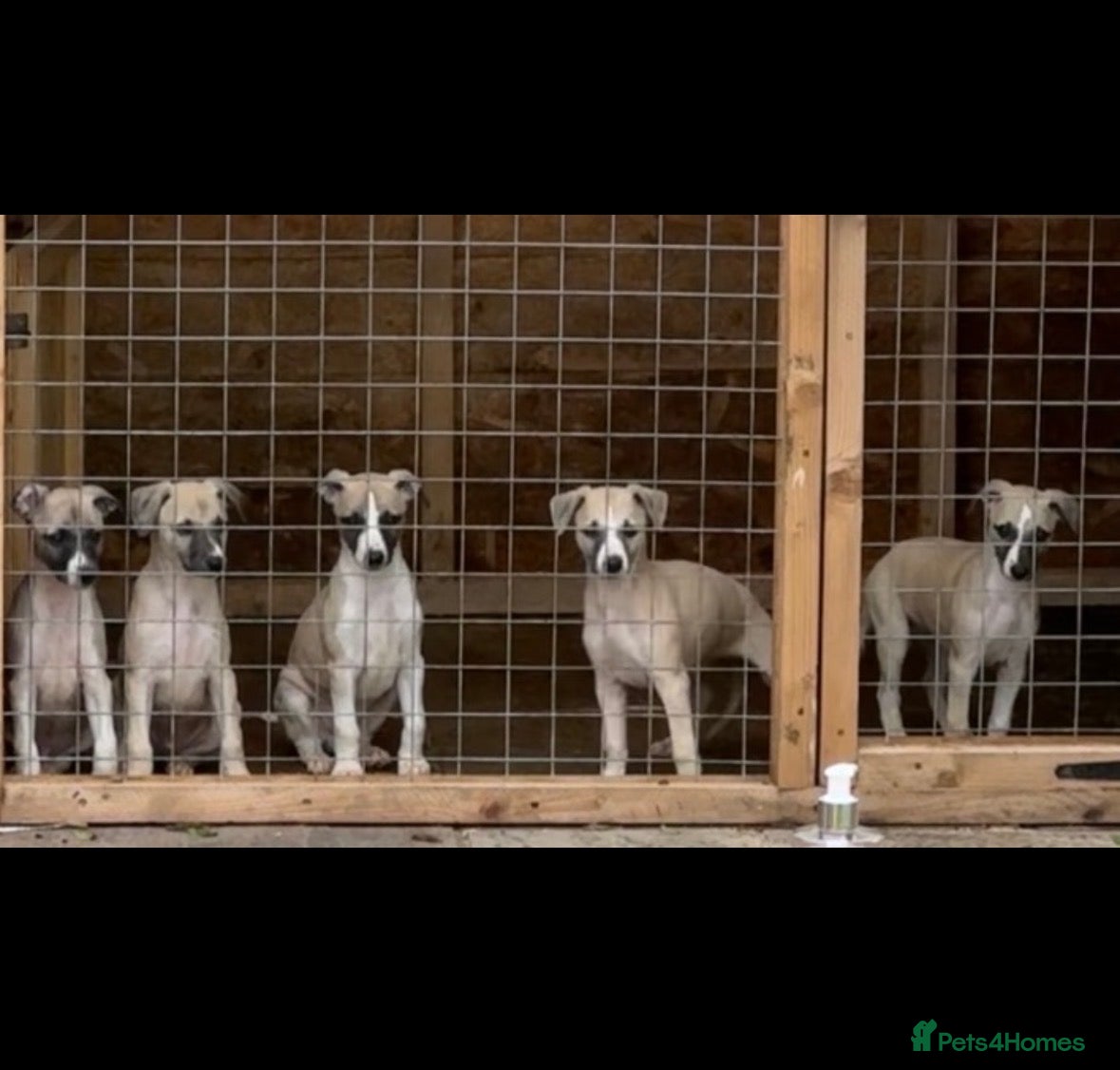 Whippet dogs Stunning Fawn Whippet Pups  - Advert 3