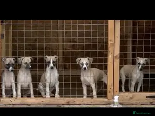 Whippet dogs Stunning Fawn Whippet Pups - Advert 3
