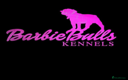 Old Tyme Bulldog dogs for sale: Victorian Bulldogs HEALTH TESTED - Image 1