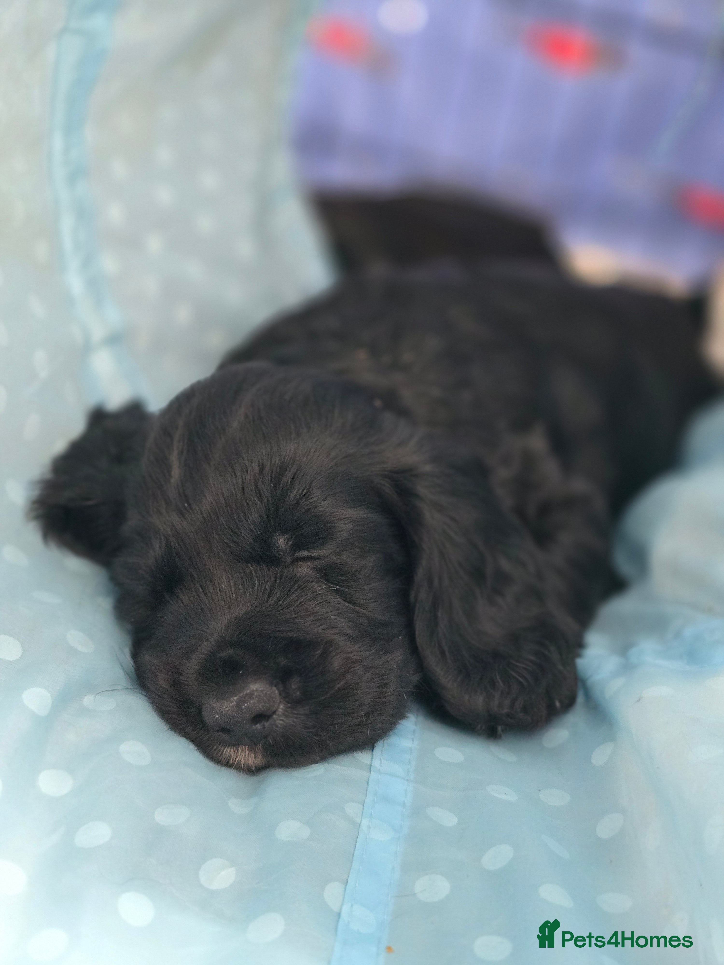 Cocker Spaniel dogs Pedigree Working cocker spaniel puppies for sale - Advert 2