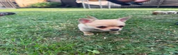 Chihuahua dogs for sale: 🌸Beautiful Chihuahua Puppies 🌸 - Advert 5