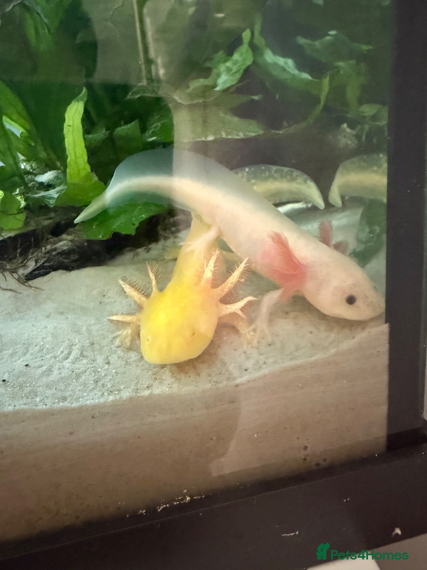 Axolotl reptiles 2 male axolotls - Advert 1