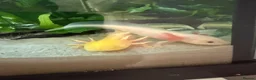 Axolotl reptiles for sale: 2 male axolotls in Redditch - Advert 1