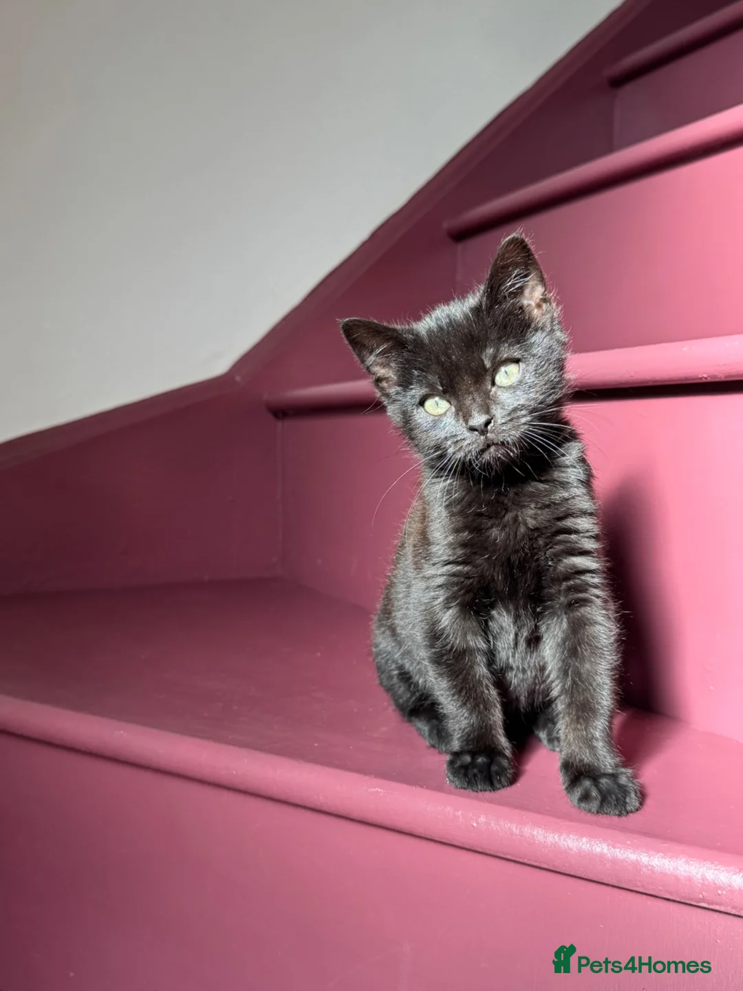 Mixed Breed cats for sale: Beautiful Lily - Advert 1
