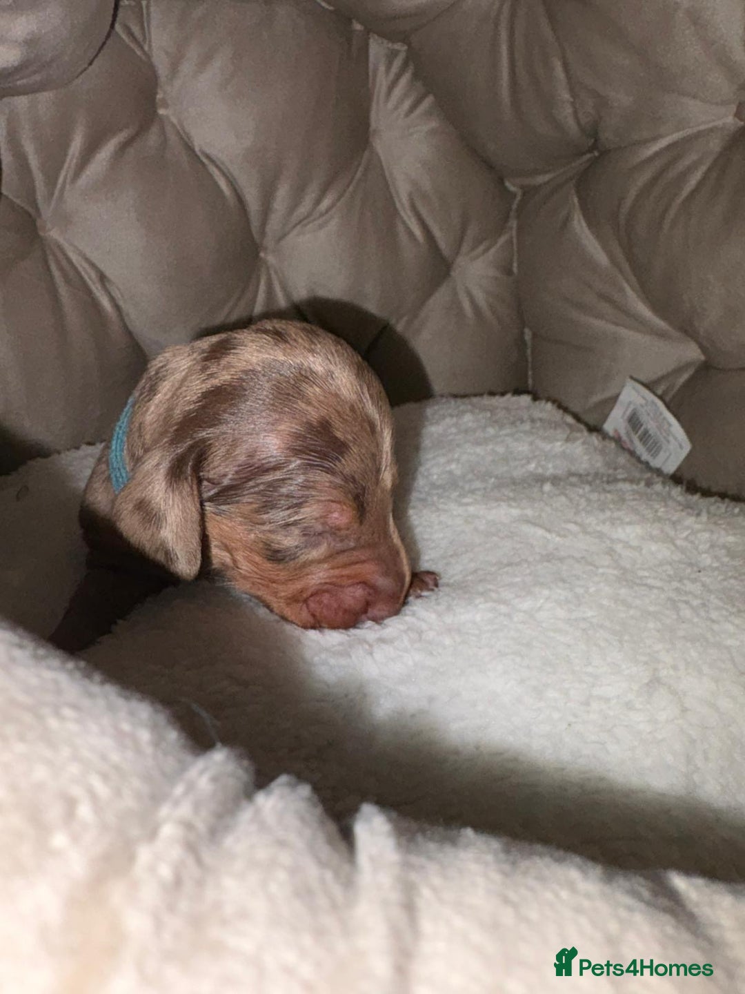 Dachshund dogs for sale: 6 mini dachshunds looking for there forever home  - Advert 11