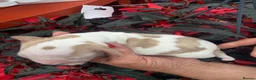 Cocker Spaniel dogs for sale: Show cocker spaniel pups - Advert 16