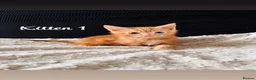 Domestic Shorthair cats for sale: Ginger kittens - Advert 4