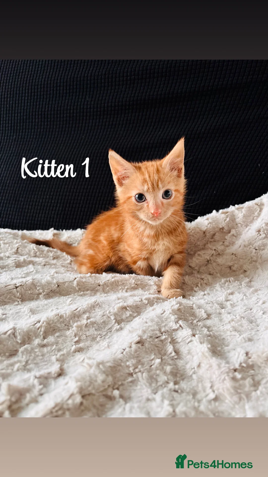 Domestic Shorthair cats for sale: Ginger kittens - Advert 4
