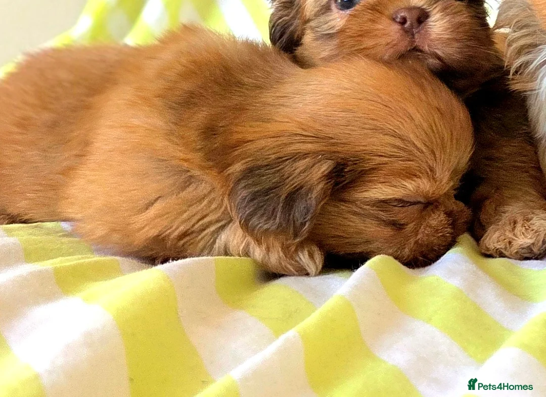 Shih Tzu dogs for sale: KC Registered Chocolate Imperial Shih Tzu Puppies - Advert 10