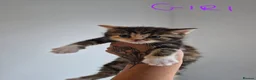 Exotic cats for sale: My Betty has a beautiful litter of kittens  - Advert 13