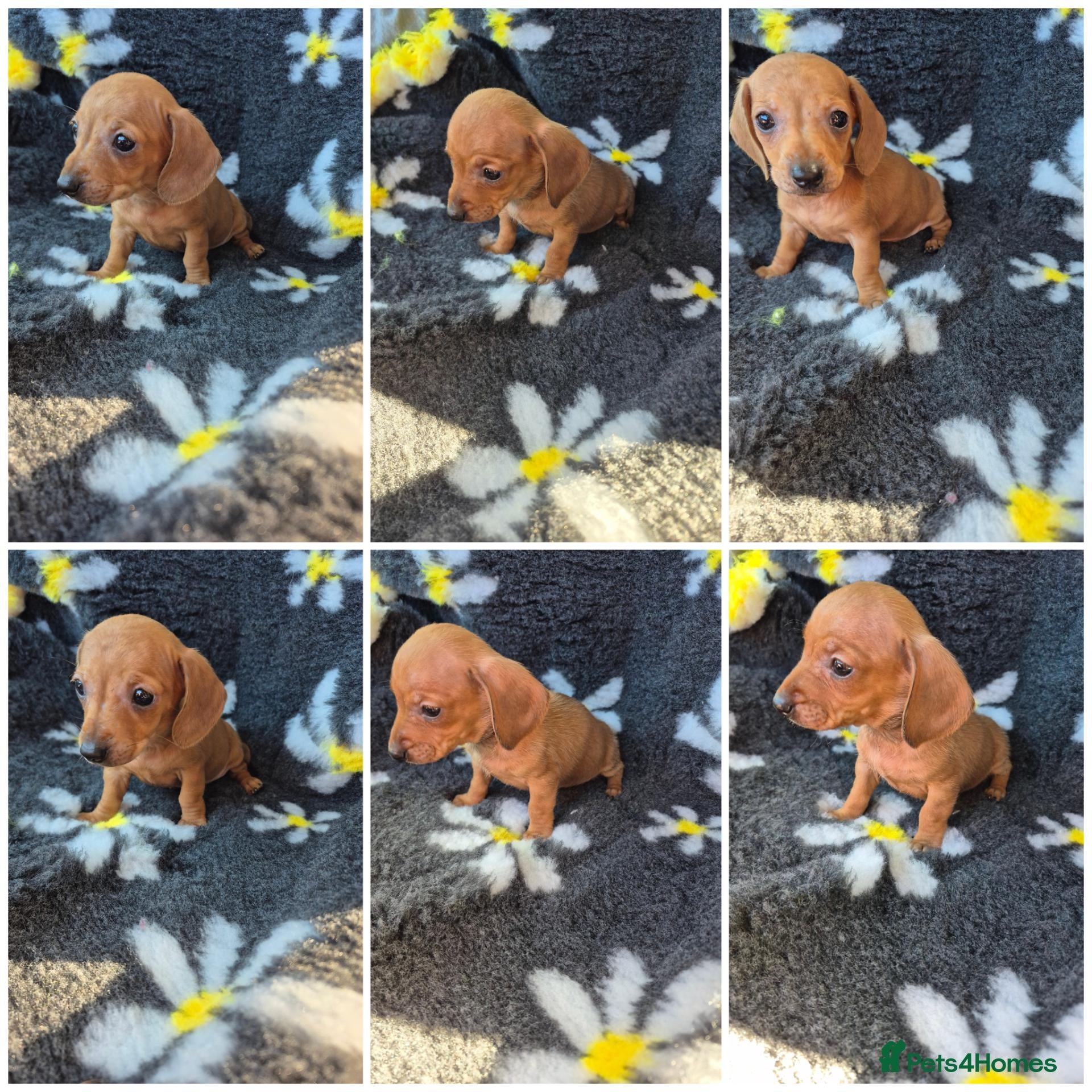Miniature Dachshund dogs for sale: Dachsund puppies READY NOW - Advert 1