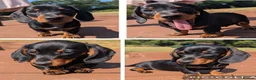 Miniature Dachshund dogs for sale: Quality KC/ PRA clear Miniature Dachshund Puppies  - Advert 1