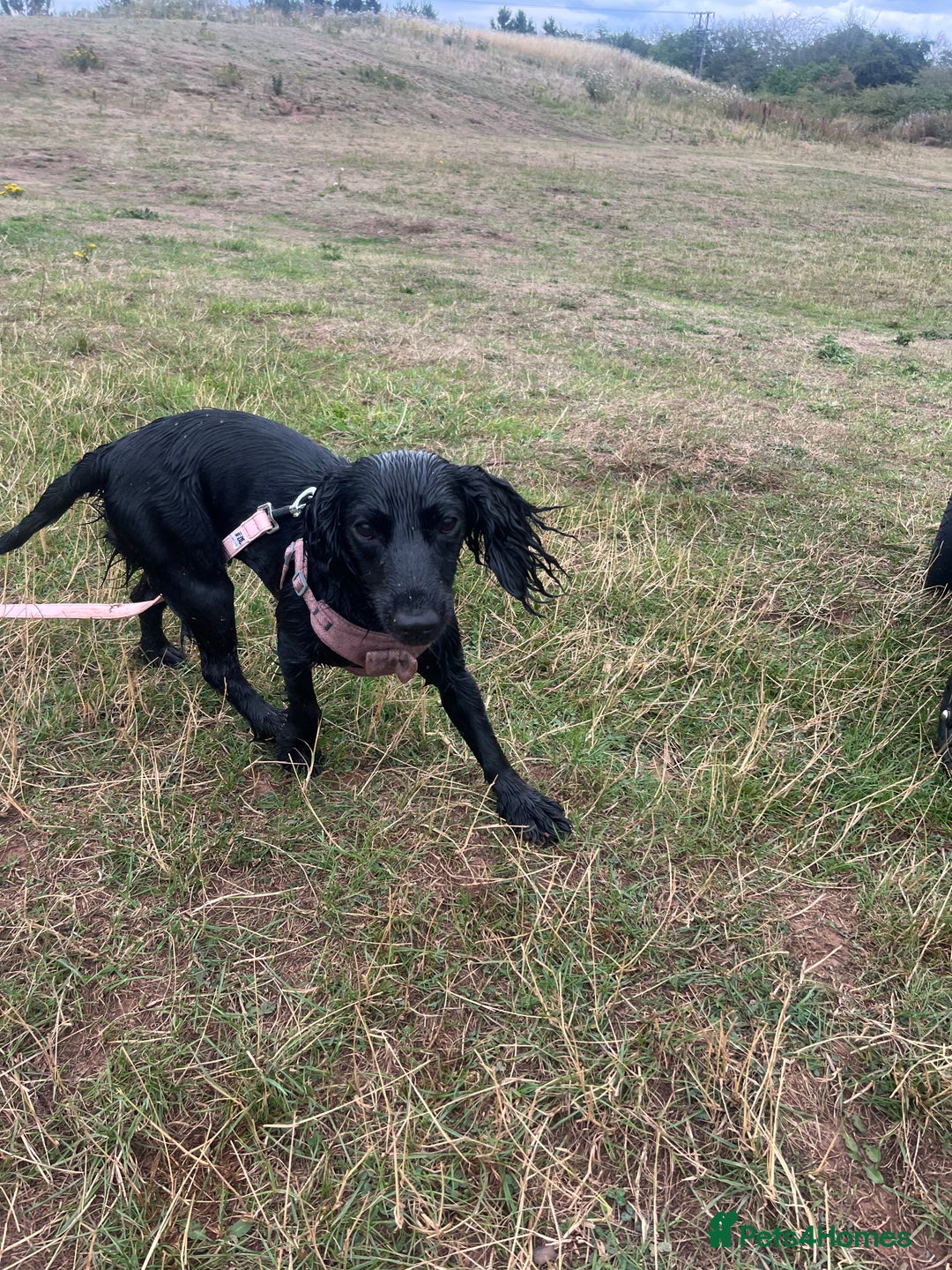 Cocker Spaniel dogs for sale: Rosie - One Year Old - Advert 10