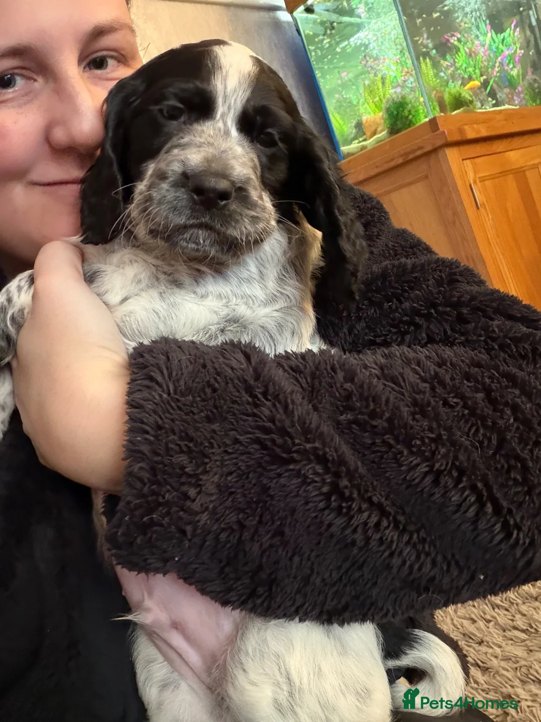 Cocker Spaniel dogs for stud: PROVEN KC Registered Roan Cocker Spaniel for Stud  - Advert 11