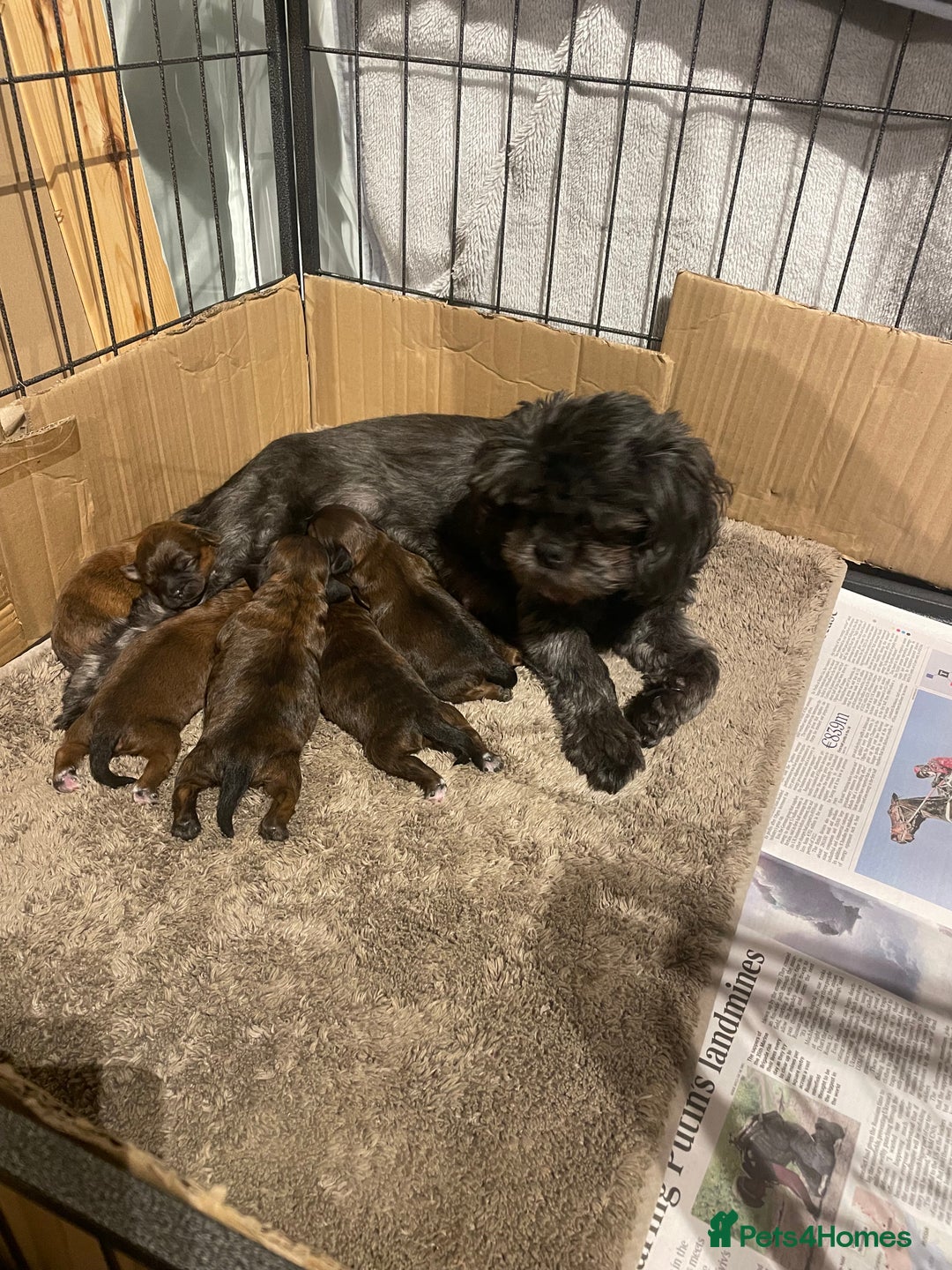 Mixed Breed dogs for sale: Shihpoo  - Image 13