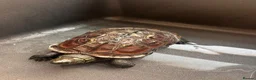 Turtle reptiles for sale: Myrtle the turtle  in Colchester - Advert 7
