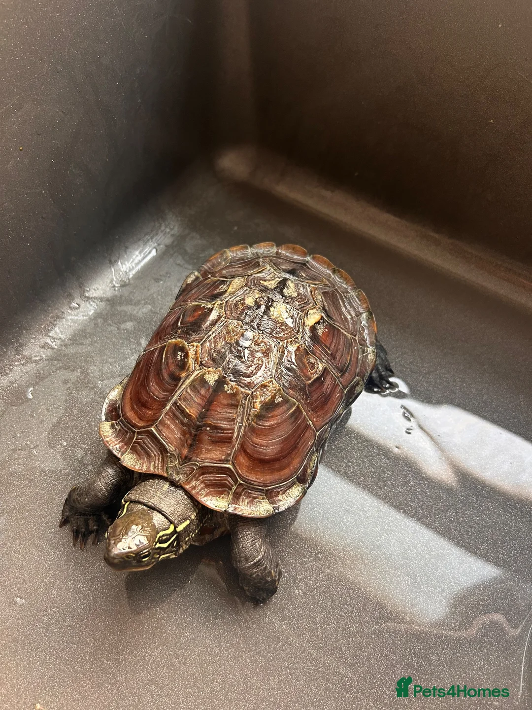 Turtle reptiles for sale: Myrtle the turtle  in Colchester - Advert 7