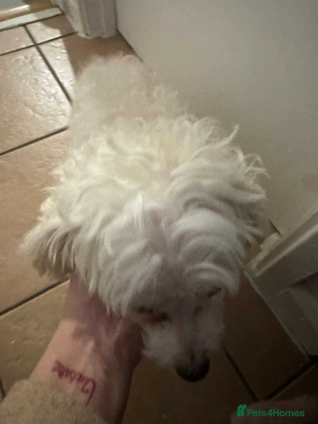 Zuchon dogs for sale: Bichon - Advert 6