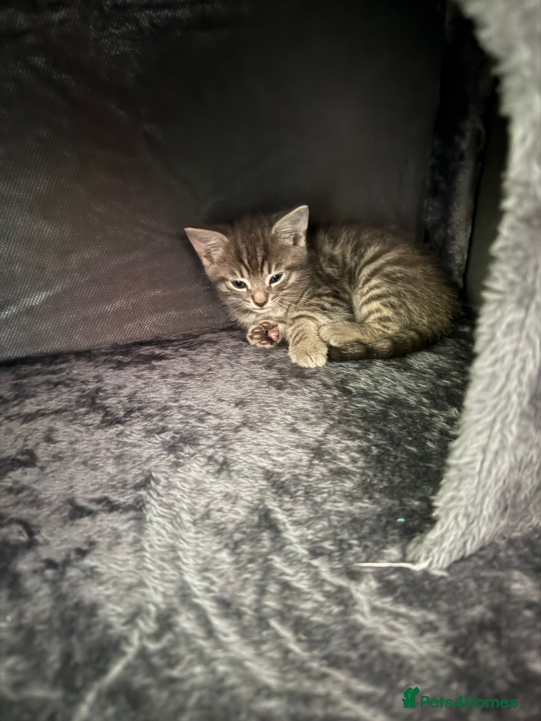 Mixed Breed cats for sale: 2 female kittens  - Image 9