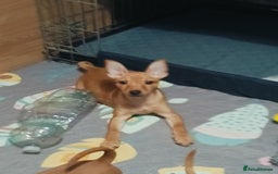 Miniature Pinscher dogs for sale: Miniature Pinscher puppies  - Image 7