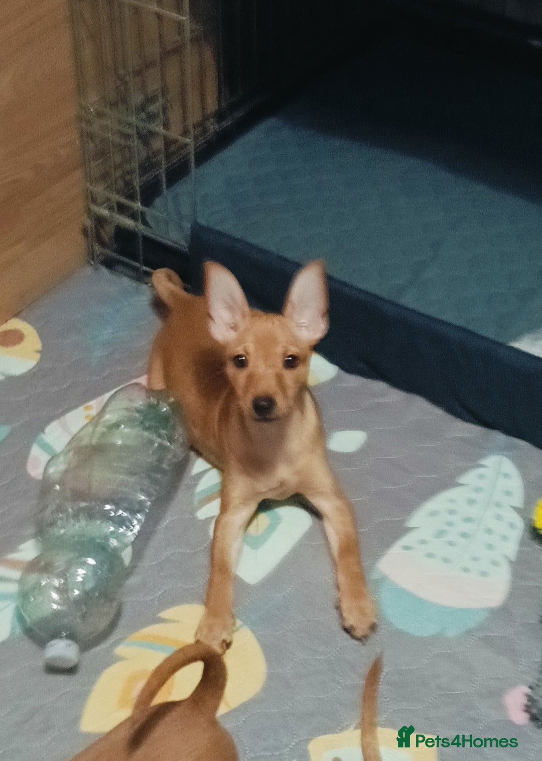 Miniature Pinscher dogs for sale: Miniature Pinscher puppies  - Image 7