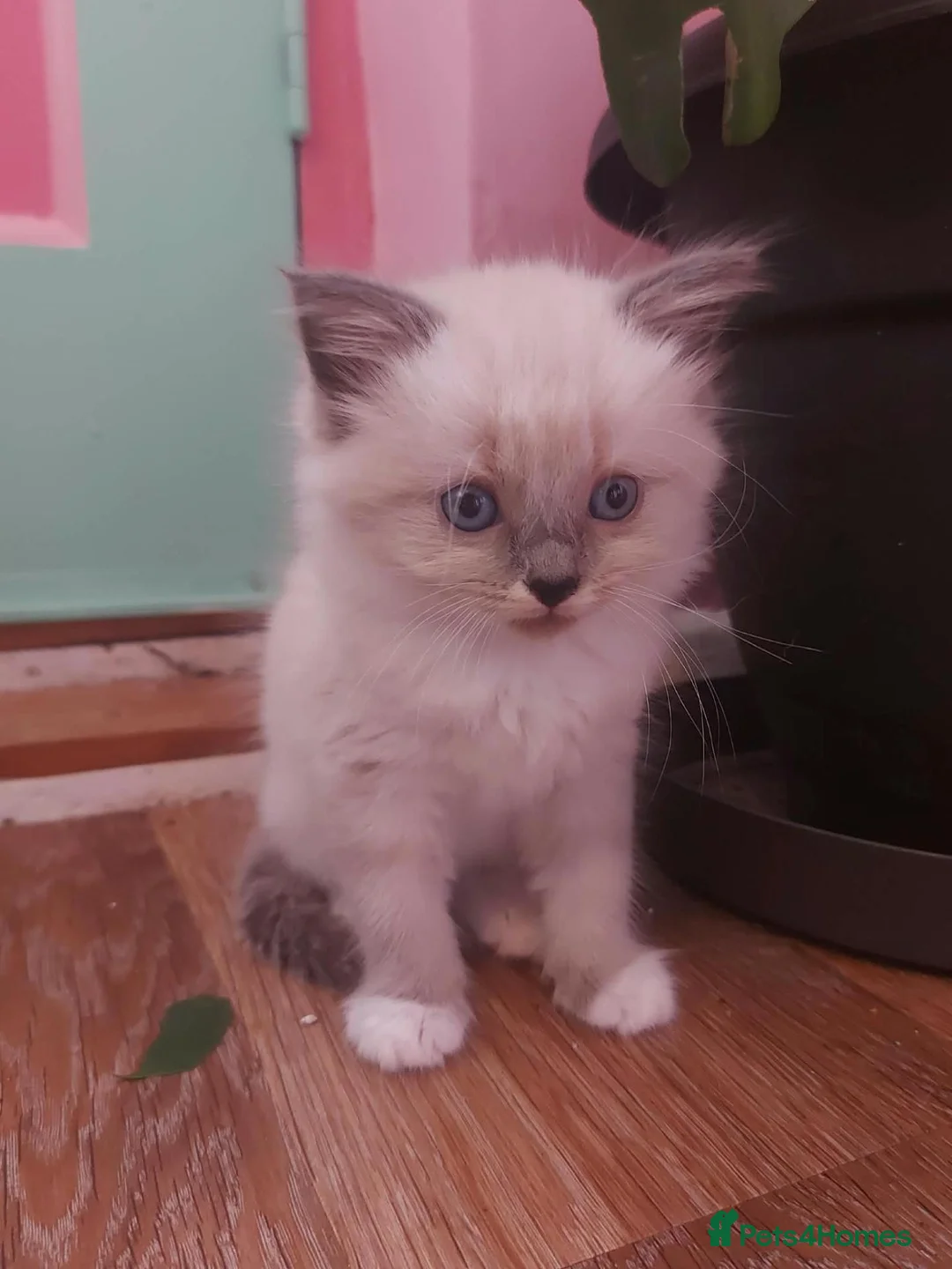 Mixed Breed cats for sale: Kittens. South Bristol. - Advert 2