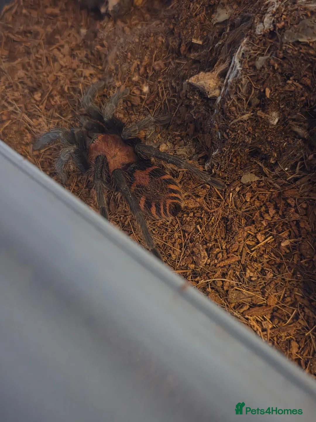 Mixed Breed invertebrates for sale: Scorpions&tarantulas - Advert 1