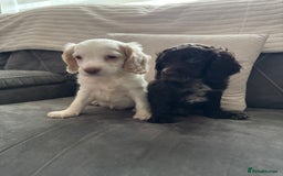 Cockapoo dogs for sale: Two male f3 cockapoos ready now  - Image 7