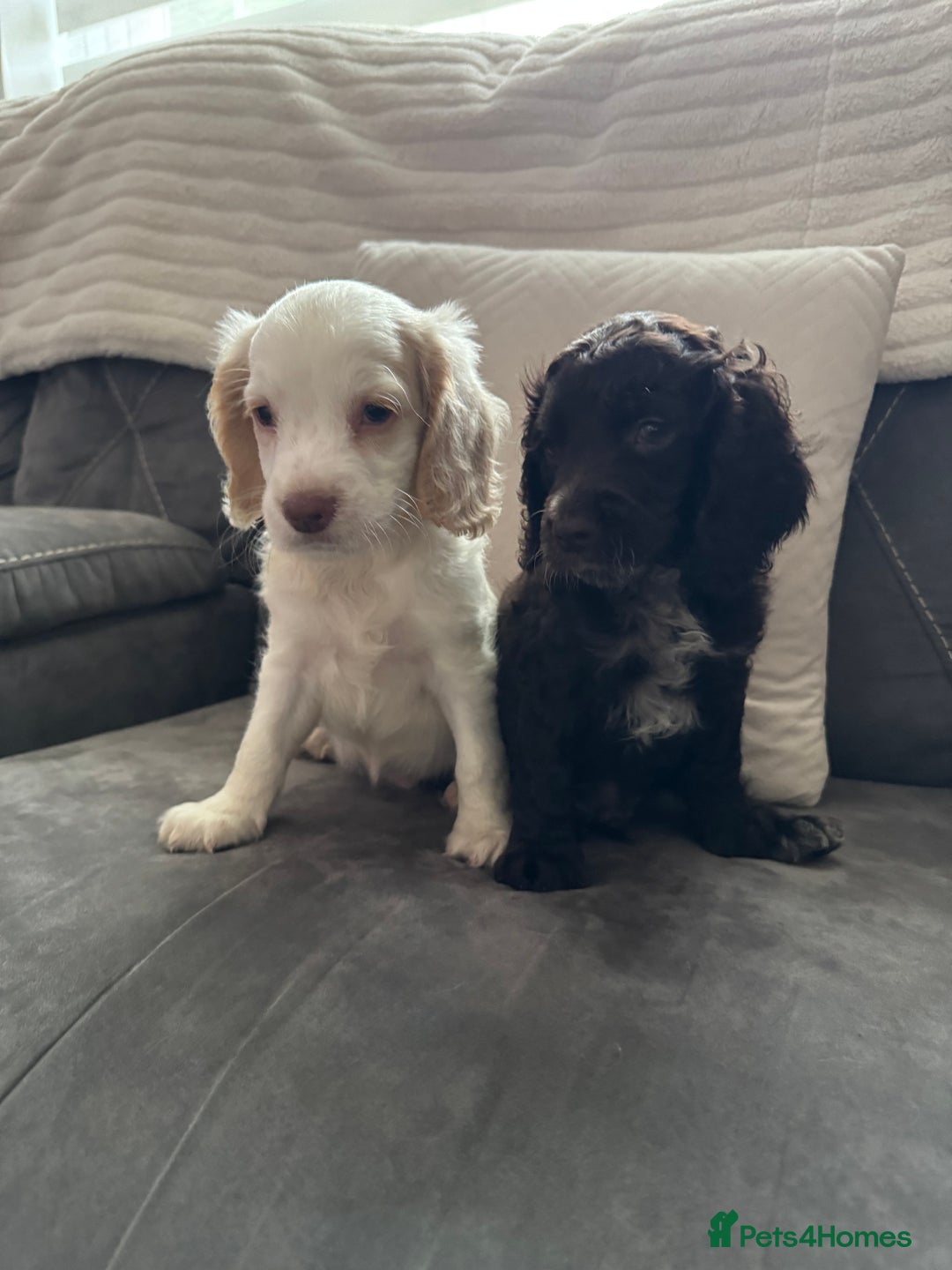 Cockapoo dogs for sale: Two male f3 cockapoos ready now  - Image 7