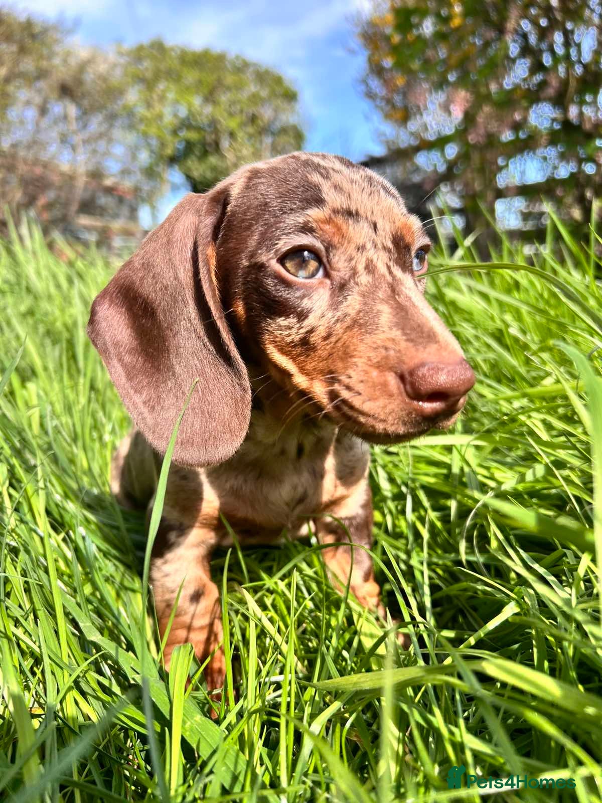 Miniature Dachshund dogs Three beautiful boy miniature dachshund puppies - Advert 7