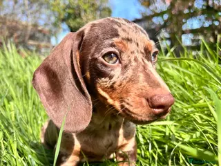 Miniature Dachshund dogs Three beautiful boy miniature dachshund puppies - Advert 7