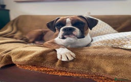 Boxer dogs for sale: 4 year old Boxer girls - Image 3