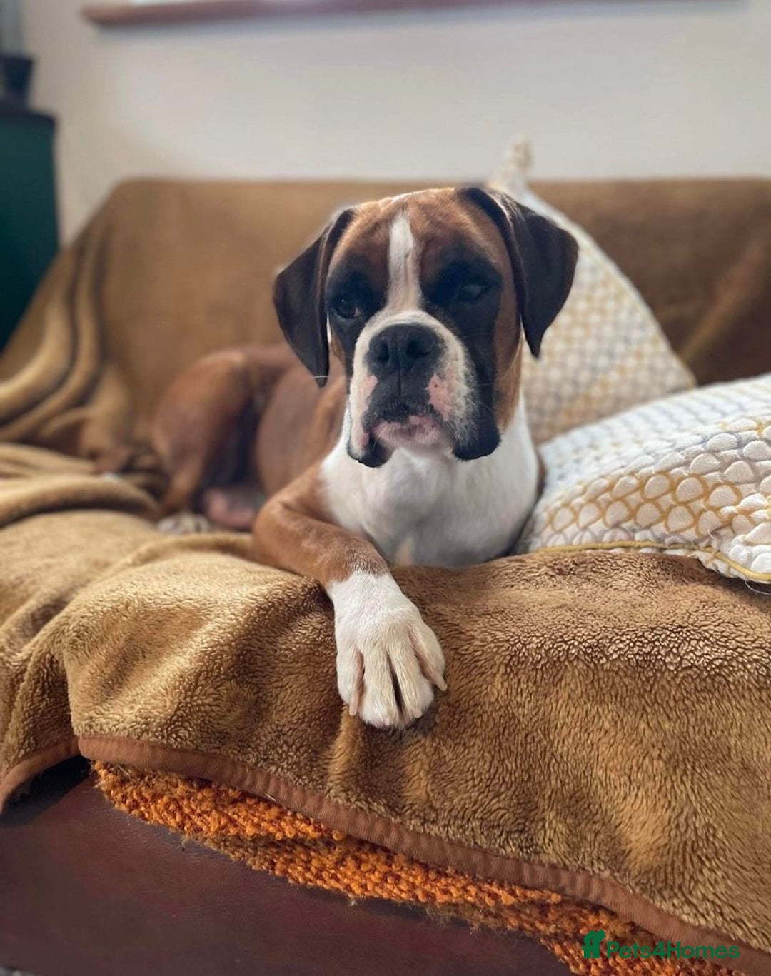 Boxer dogs for sale: 4 year old Boxer girls - Image 3