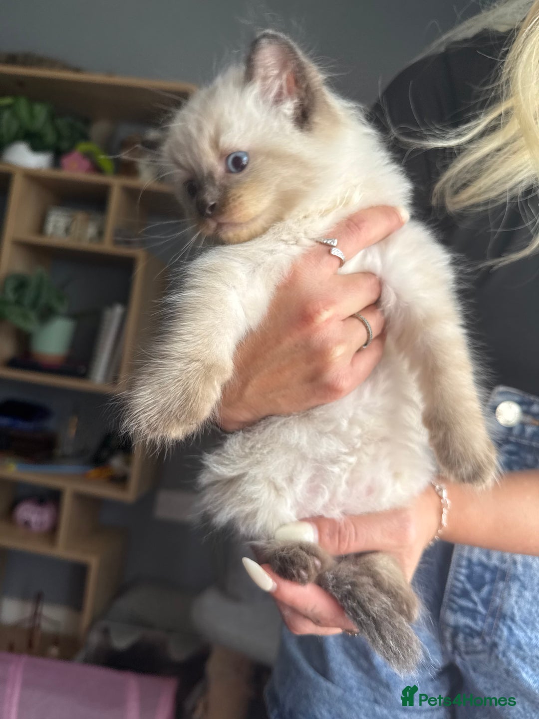 Ragdoll cats for sale: 💙Seal Point Ragdoll × Siberian Boy 💙 - Image 7