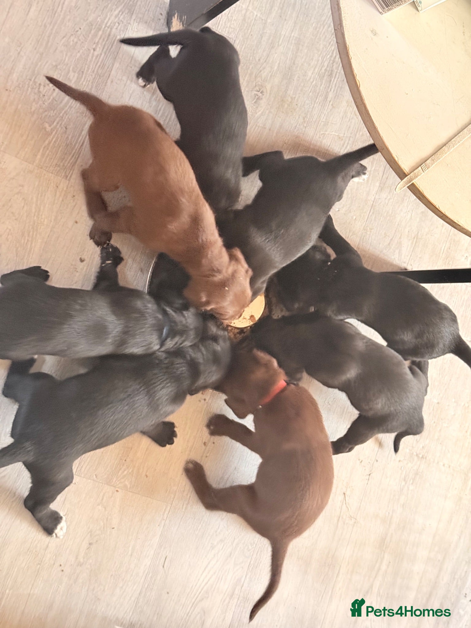 Mixed Breed dogs Adorable Puppies - Advert 2
