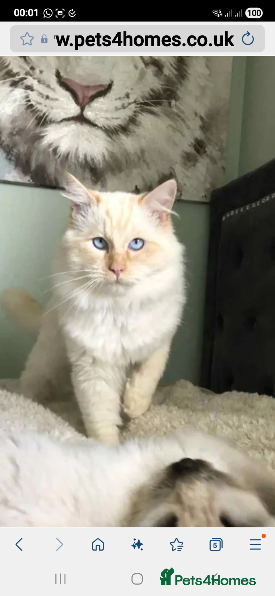 Mixed Breed cats for sale: Half ragdoll 1/2 Maine Coon mother Ragdoll father  - Advert 2